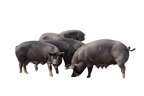A group of black pigs foraging on grass, shown clustered together in a feeding posture.