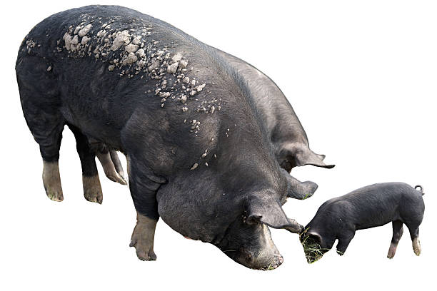Black pigs eating outdoors