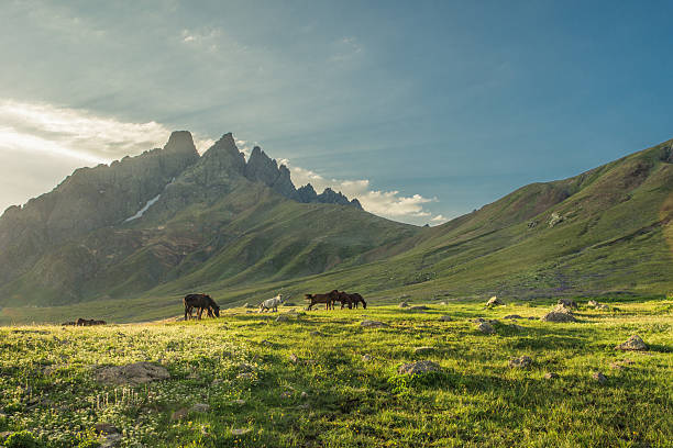 istock Wild horses grazing in remote mountain valley at sunset 2223878985