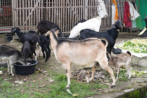 A group of goats are eating vegetables. Goats with dominant black and white colors are gathering in the yard while eating piles of vegetables on a farm. Animal farming industry. Negative space