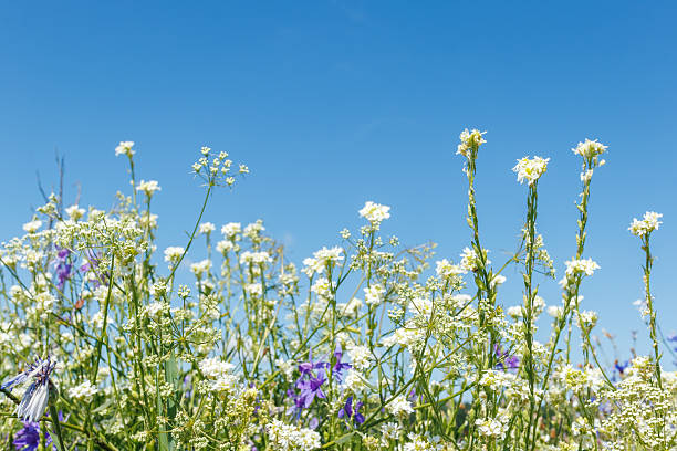 Field of white wildflowers blooming under a clear blue sky, with green stems and a mix of purple blossoms in background.