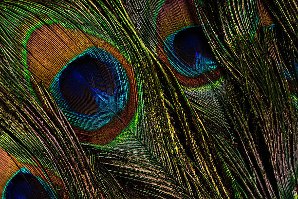 istock Multiple peacock feathers arranged as soft decorative background. Natural exotic 2223879884