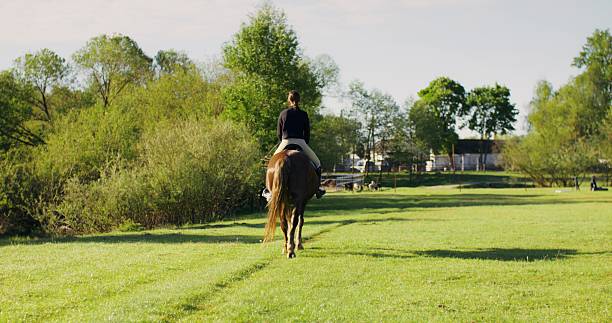 A horsewoman rides a horse on a sunny day. Rear view, unrecognizable person