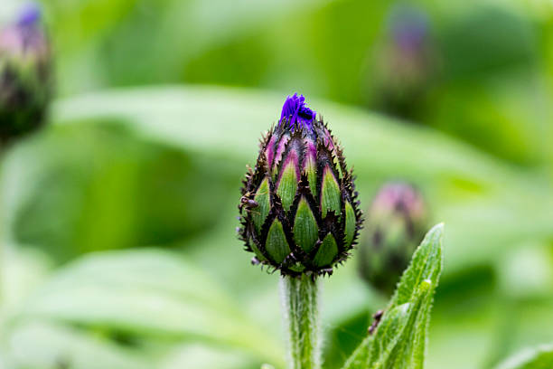 an unopened bud of a mountain cornflower on a blurred background with a side and highlights. close-up. natural light. mountain bluet. Centaurea montana.