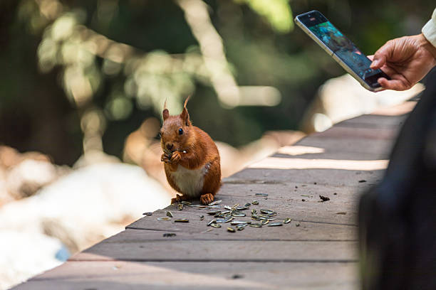 istock Squirrels in Xiata, Ili, Xinjiang 2223885110