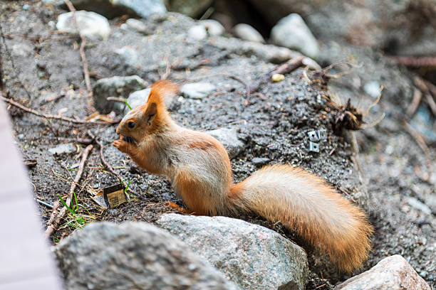 Close up of eating squirrel