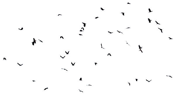 istock Group of flying birds isolated on white background. 2223888545