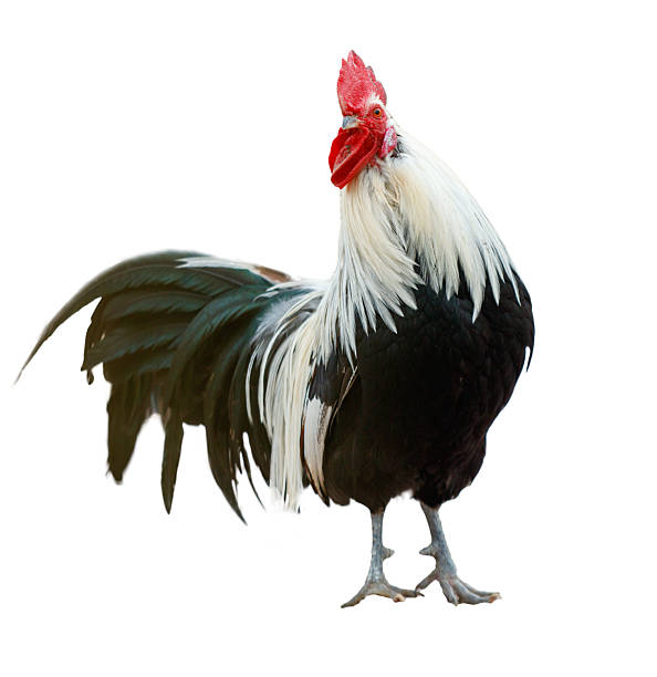 istock A rooster stands on a white background with its head held high 2223888669