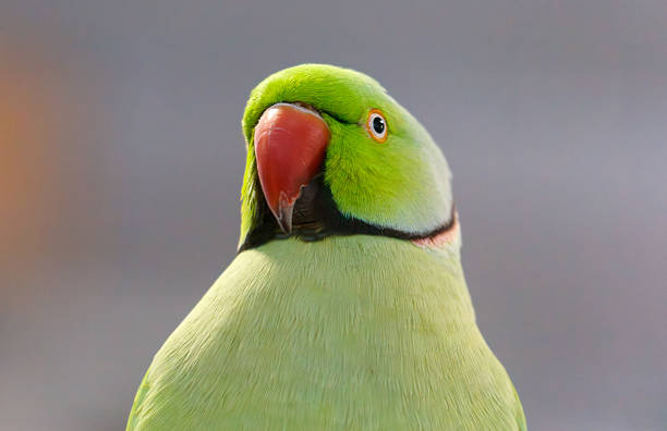 The rose-ringed parakeet (Psittacula krameri), also known as the ring-necked parakeet, ringneck parrot (in aviculture) or the Kramer parrot