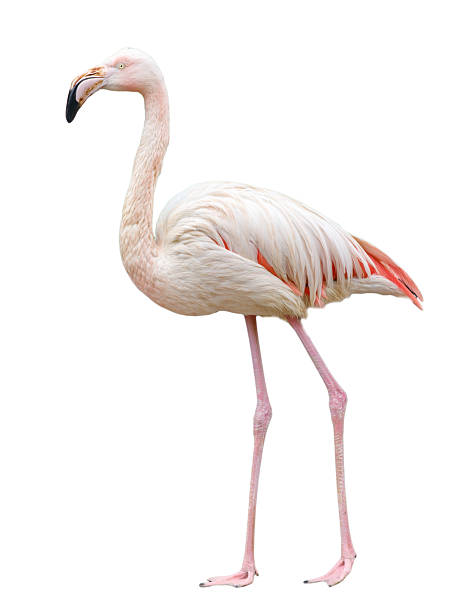 istock A large white flamingo stands on a white background 2223888702