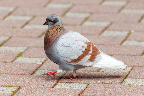istock A pigeon is walking on a brick sidewalk 2223888774