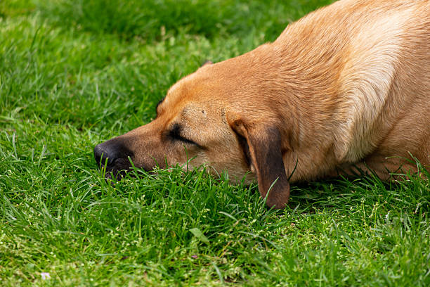 A dog is sleeping on the grass. The dog is brown and has a brown nose. The grass is green and the dog is laying on it