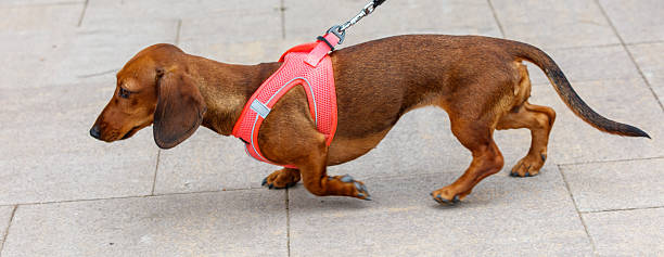 istock A small dog wearing a red harness is walking on a sidewalk 2223889307