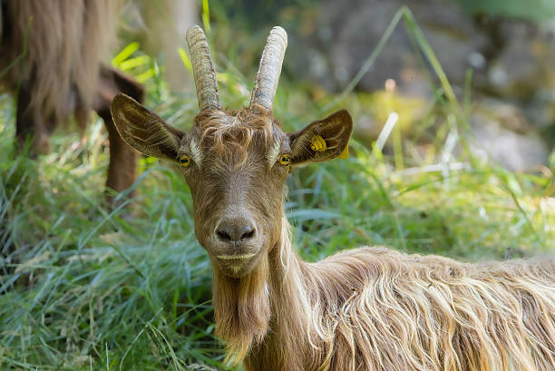 istock goats close-up in summer light 2223889320