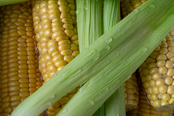 sweetcorn boiling in a pot