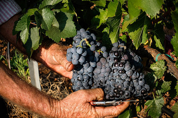 istock Old Farmer Harvesting Ripe Grapes in Vineyard 2223891068