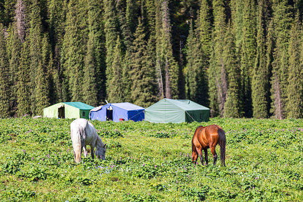 Sheep and cattle and herdsmen in Xiata, Xinjiang
