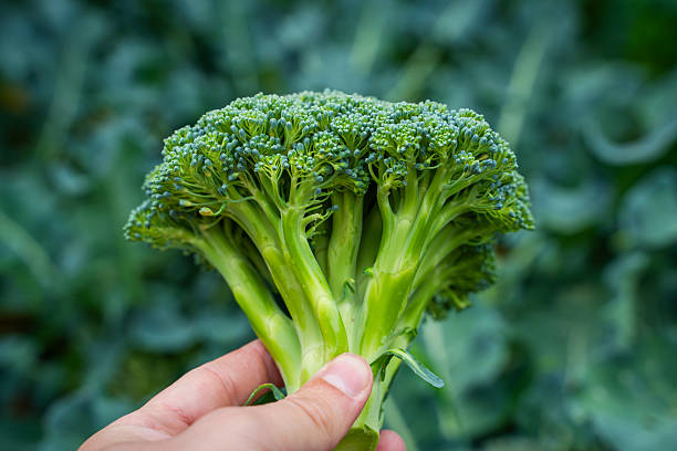 istock Ripe broccoli in hand close-up on blurred background 2223891565