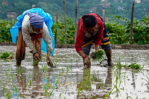 With the onset of the monsoon, farmers are planting paddy using traditional methods on the outskirts of Kathmandu, Nepal, on June 13, 2025.