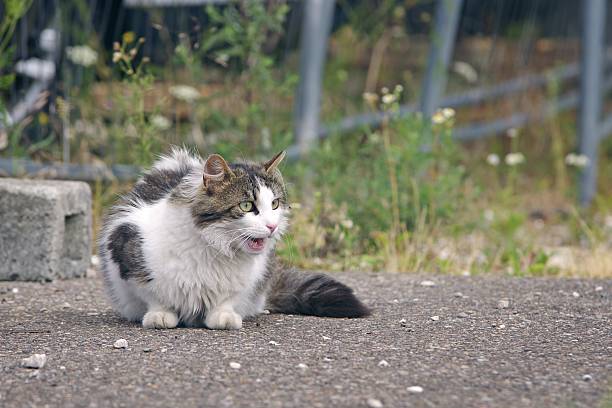 Cute stray cat sitting and meowing outside. Horizontal image with copy space.