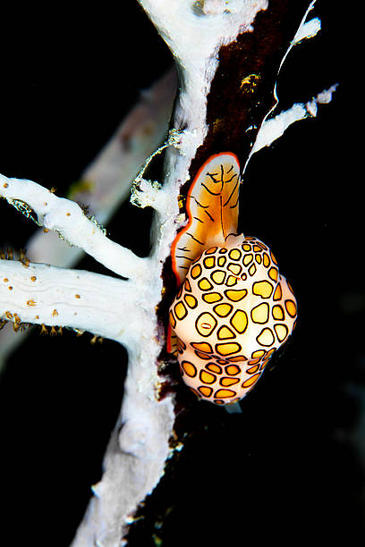 istock Striped Nudibranch on Coral Surface 2223893467