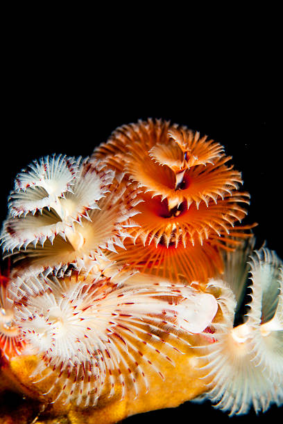 istock Colorful Cluster of Christmas Tree Worms 2223893682