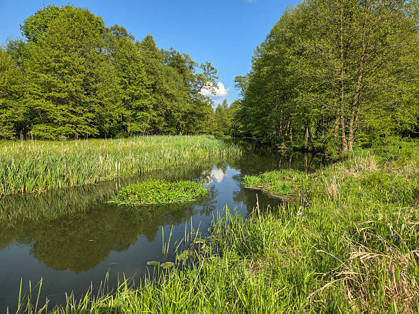 istock Small river Grabia in central Poland. 2223893782