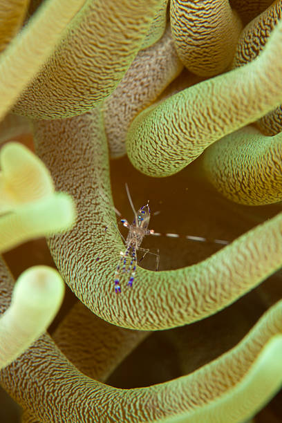 istock Spotted Cleaner Shrimp in Sea Anemone 2223893893