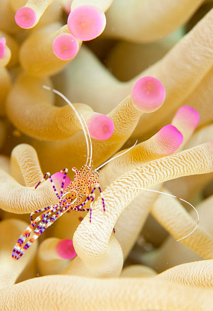 istock Spotted Cleaner Shrimp in Sea Anemone 2223893962