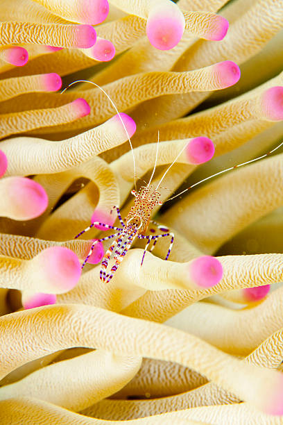 istock Spotted Cleaner Shrimp in Sea Anemone 2223893966