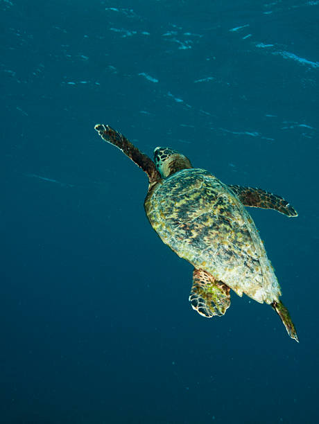 istock Green Sea Turtle Swimming in Clear Ocean 2223894096