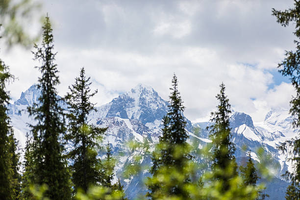 istock Snow Mountain Forest in Xiata, Xinjiang 2223894640