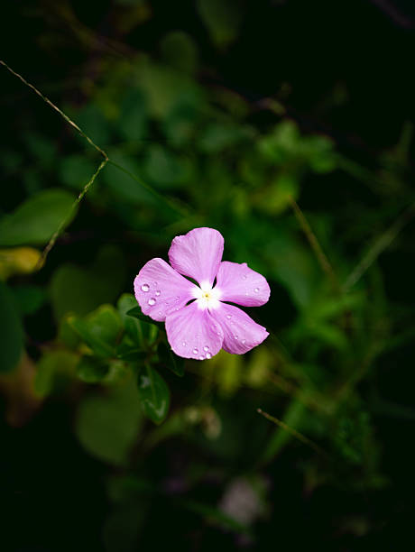 istock Periwinkle flower with rain water dew drop with fresh green background. 2223895056