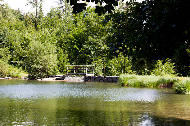 istock A tranquil pond reflects lush greenery, with a small wooden bridge and stone wall across its calm waters, surrounded by tall grass and dense forest under a bright sky. 2223895407
