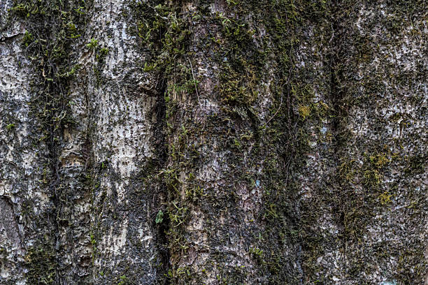 Close-up texture of dark old tree bark covered in green moss.