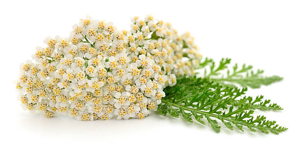 istock Yarrow plant isolated. 2223896319