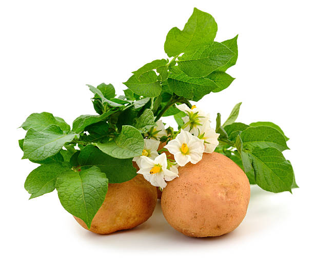 istock Potatoes with leaves and flowers. 2223896328