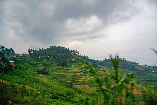A wide view captures the dense network of terraced farmlands covering the lush green hills of rural Rwanda. Numerous small homes and settlements are nestled across the slopes and crests, illustrating how communities are integrated into the agricultural landscape. Under an expansive, overcast sky, the scene showcases the daily life and sustainable farming practices characteristic of Rwanda's famous 'land of a thousand hills,' offering a glimpse into the harmonious relationship between people and their environment.