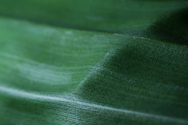 A macro abstract image of a green banana leaf surface, highlighting its natural texture and linear patterns. Ideal for nature, eco, tropical, or botanical-themed designs.