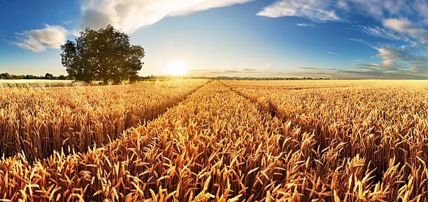 istock Wheat flied panorama with tree at sunset, rural countryside - Agriculture 2223898502