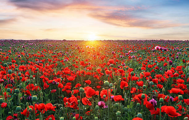 istock Landscape with nice sunset over poppy field - panorama 2223899562