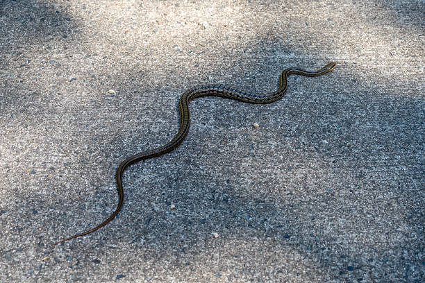istock Aodaisho snake crossing path on Mount Mitaki, Hiroshima, Japan 2223899783
