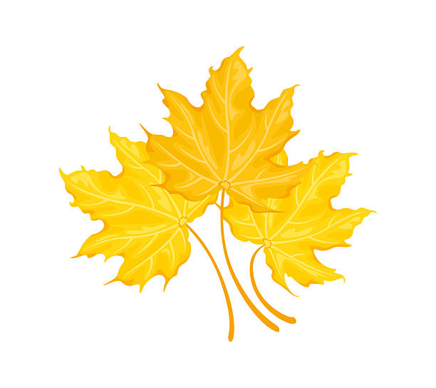 istock Bouquet of yellow maple leaves. Vector cartoon flat illustration. Autumn falling leaf. 2223900422