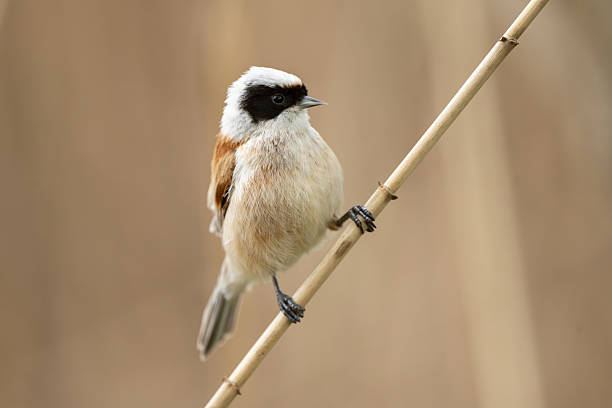 istock Remiz Bird On A Branch 2223900697