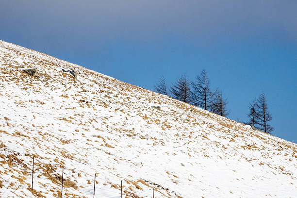 winter landscape