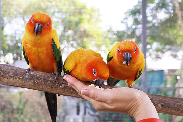 istock Flock of Beautiful Sun Conures Being Fed in a Large Aviary 2223900933