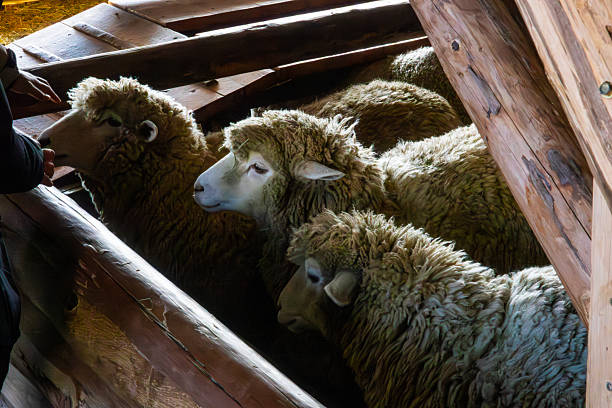 istock sheep in the farm 2223900938