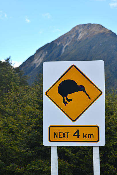 istock beware of kiwi 2223901179