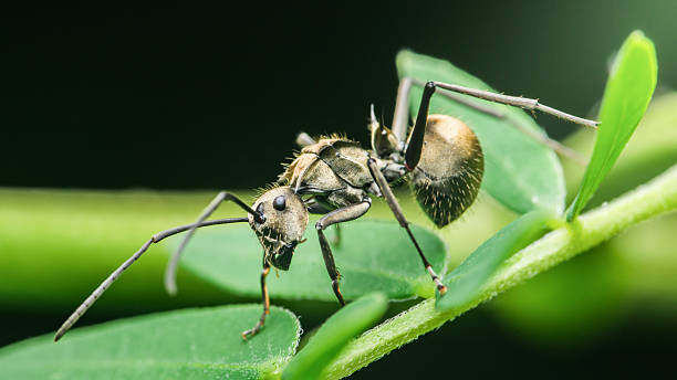 istock Polyrhachis ant crawling on green leaf in rainforest habitat 2223903135