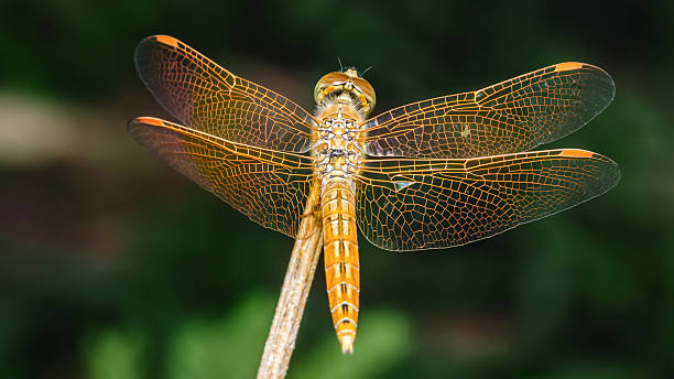istock Orange dragonfly resting on a branch showing its beautiful wings 2223903149